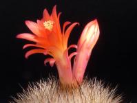 Thumbnail of 1175_Matucana lutea_20120519(1).jpg